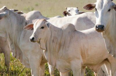 Imagem da notícia Iagro reforça vacinação contra brucelose em fêmeas bovinas e bubalinas no MS